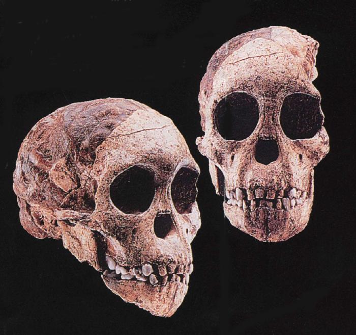 Australopithecus africanus1.JPG