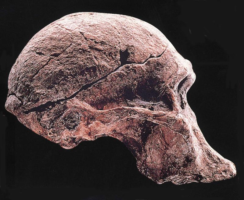 Australopithecus africanus2.JPG