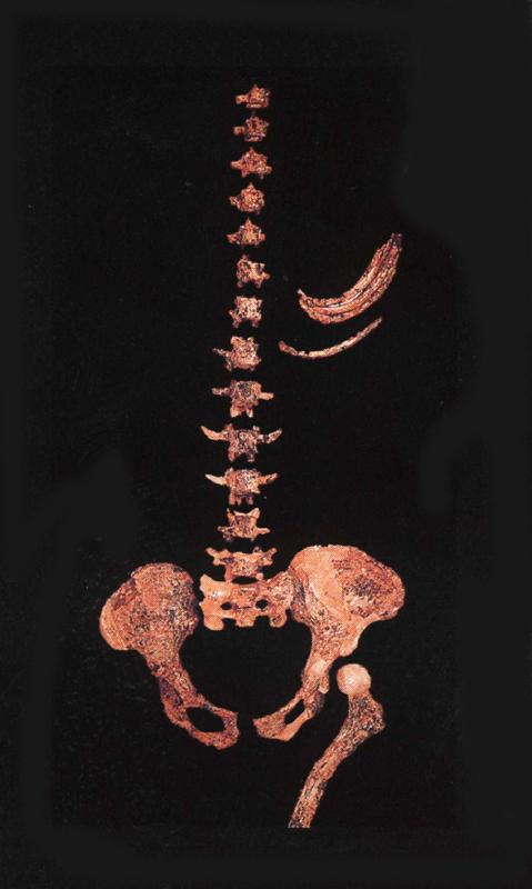 Australopithecus africanus.JPG