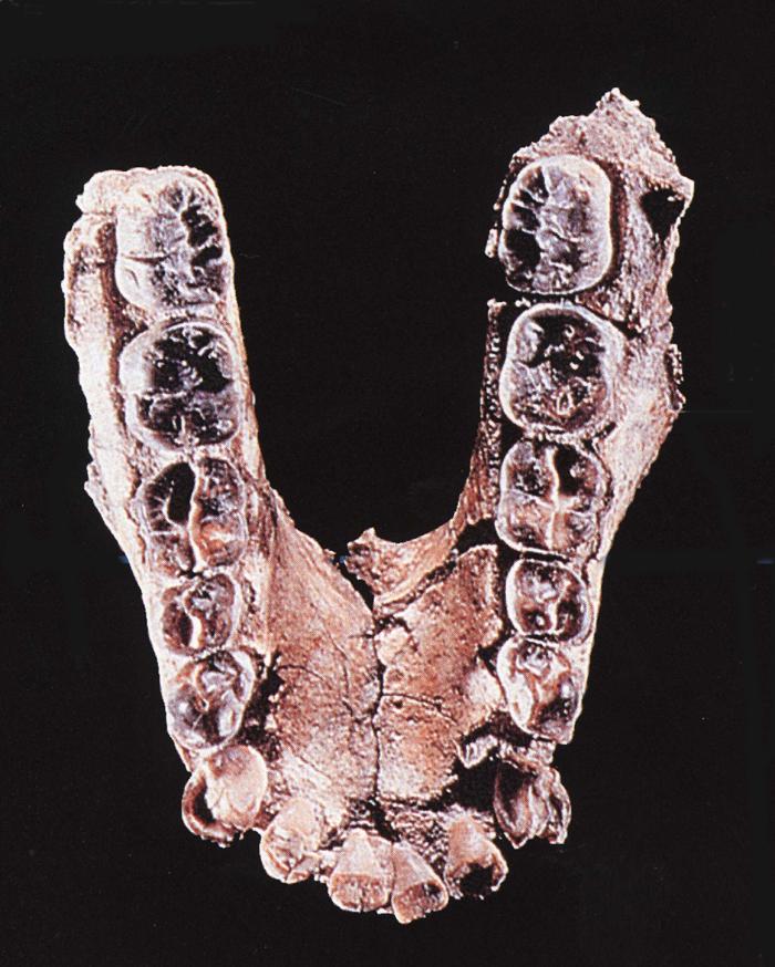 Australopithecus anamensis.JPG