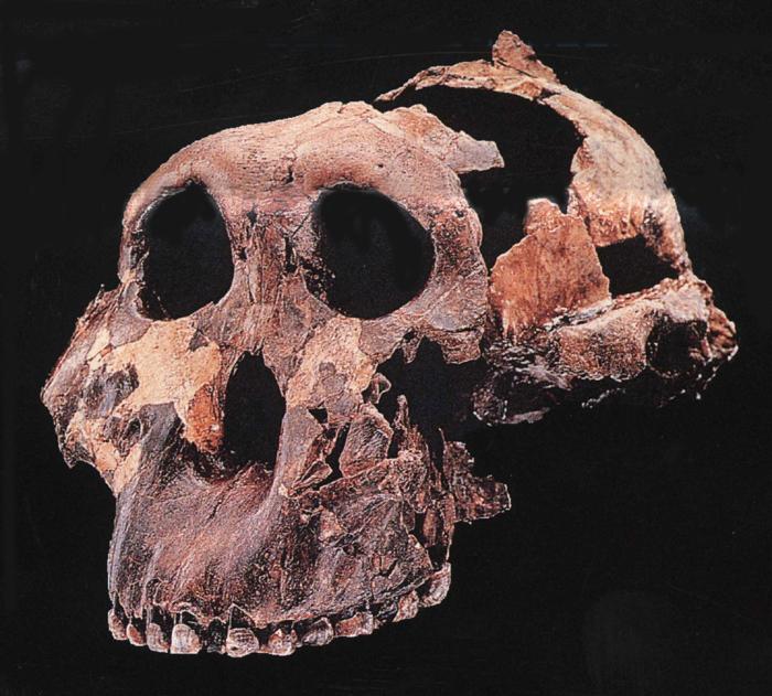 Australopithecus boisei.JPG