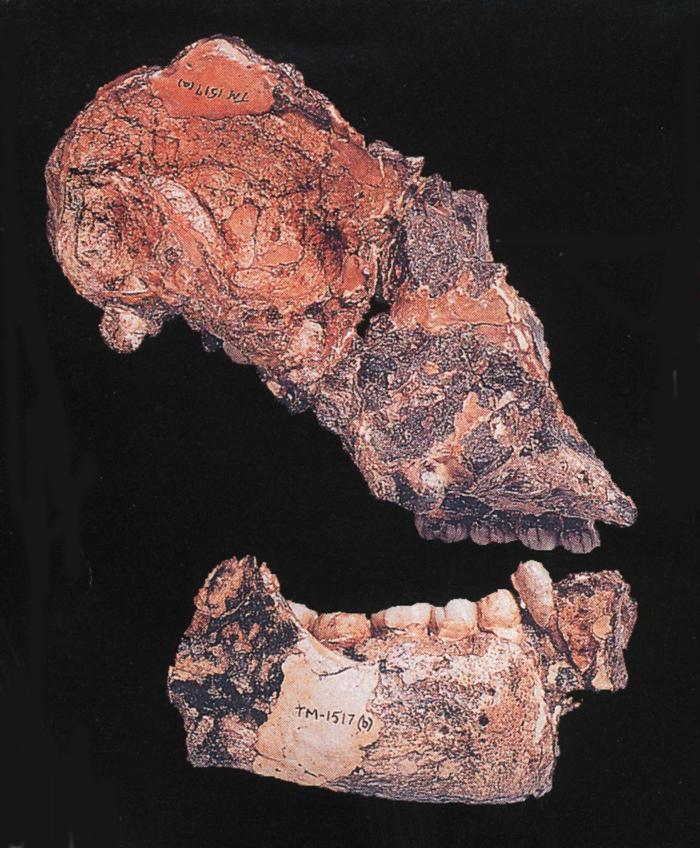 Australopithecus robustus.JPG