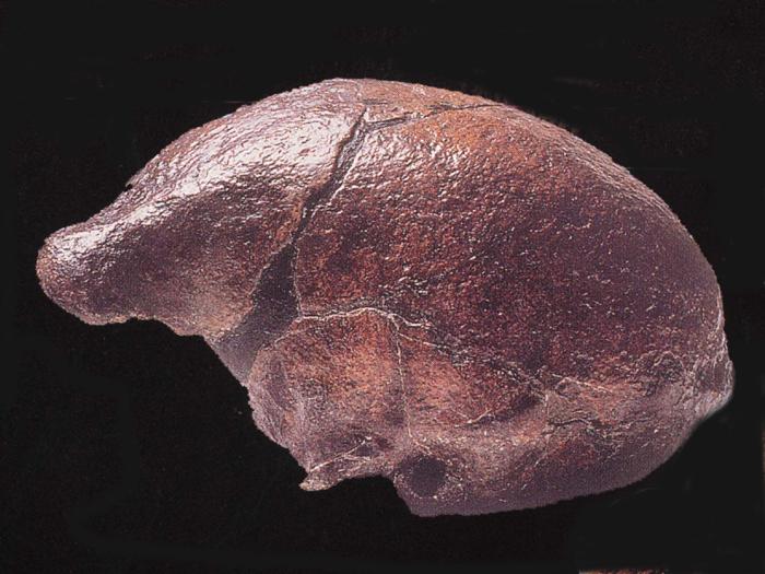 Homo erectus Java.JPG
