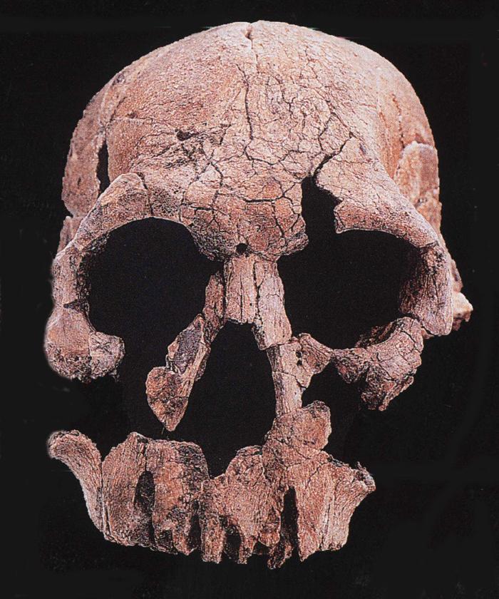 Homo habilis1.JPG