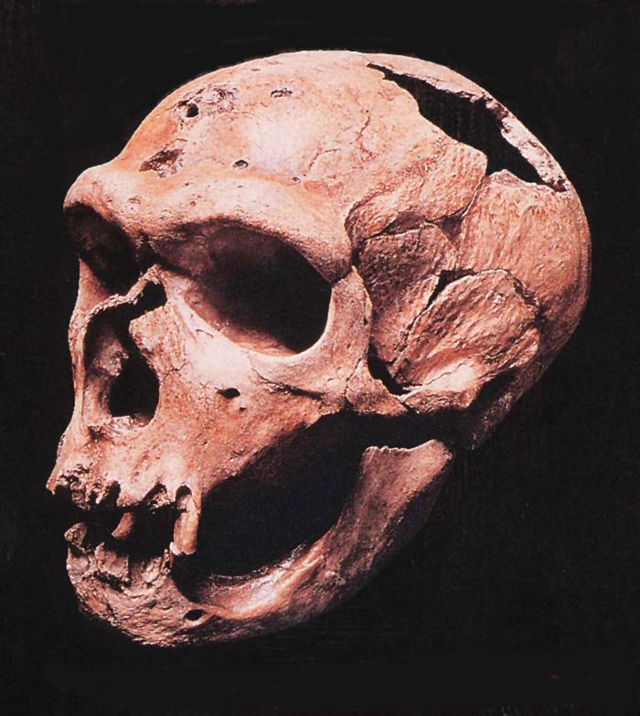 Homo sapiens neanderthalensis.JPG