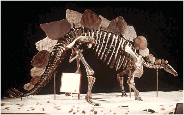 Dinosaurus Skeleton-anim080.jpg