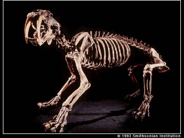 Saber-toothed Tiger-Skeletons.jpg