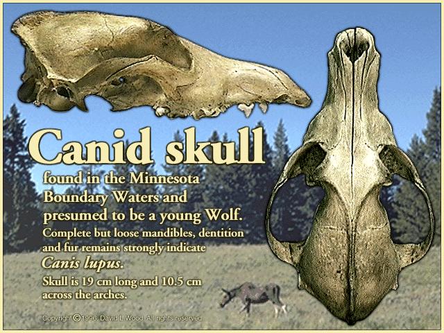 skull-Wolf 1.jpg