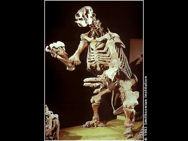 SLOTH1-Eremotherium-Giant Ground Sloth-skeleton.JPG
