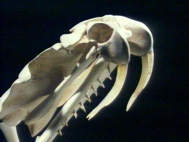 SnakeSkull001-with fangs.jpg