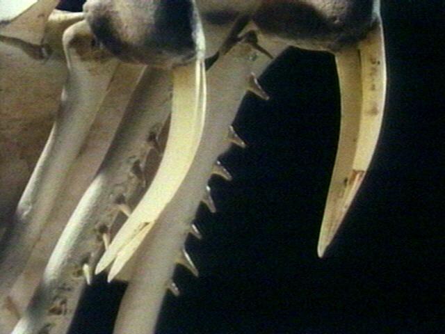 SnakeSkull002-Fangs closeup.jpg