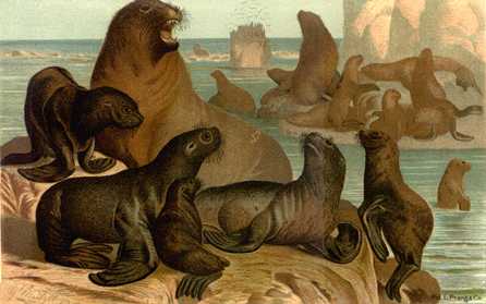 Anmaq136-Painting-Sea Lions.jpg