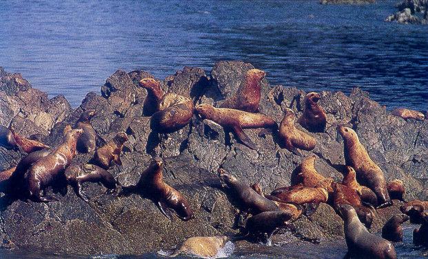 lj Basking Sea Lions-Frederick Sound Alaska.jpg