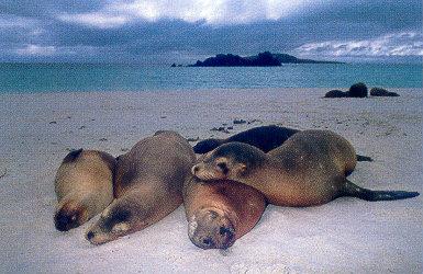 lj Sea Lions Off Ecuador\'s Coast.jpg