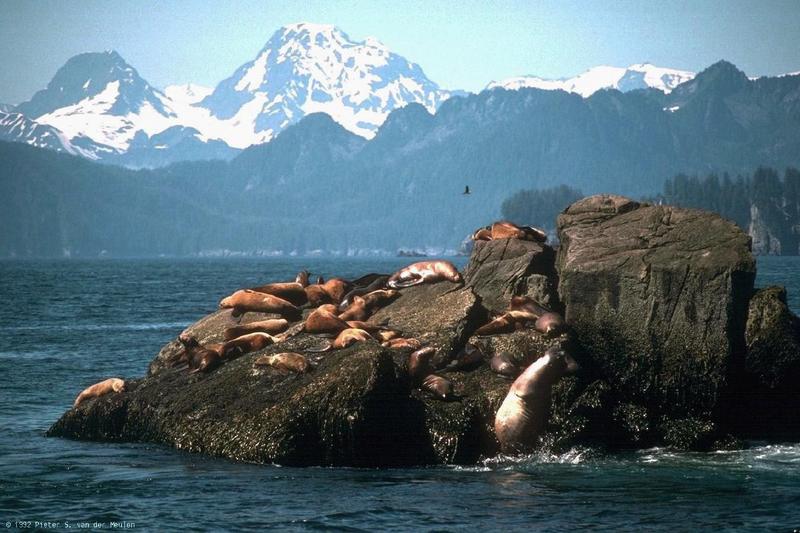 Sea Lions-Herd-Relaxing On Rocks.jpg