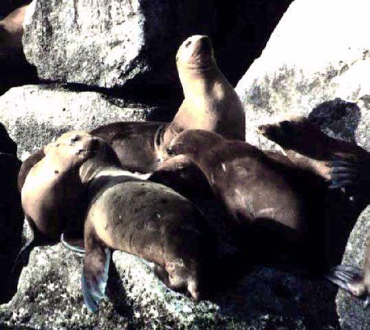 Sea Lions-Relaxing On Rocks.jpg