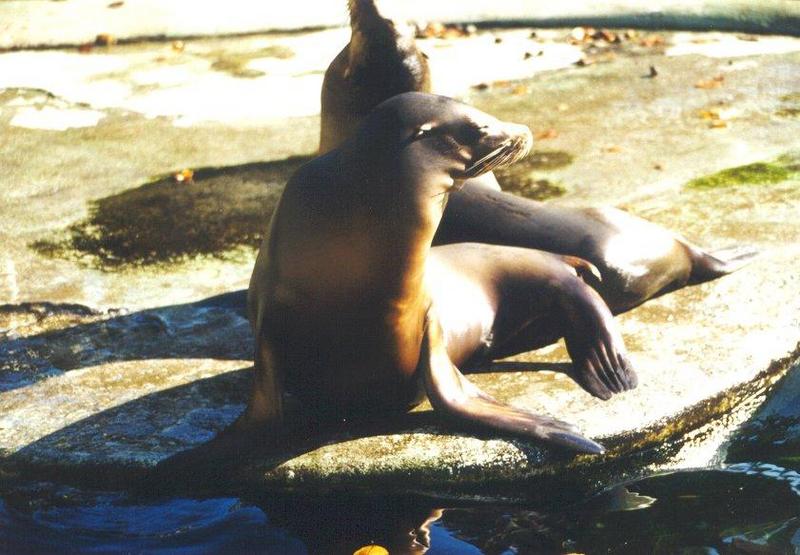California sea lions.jpg