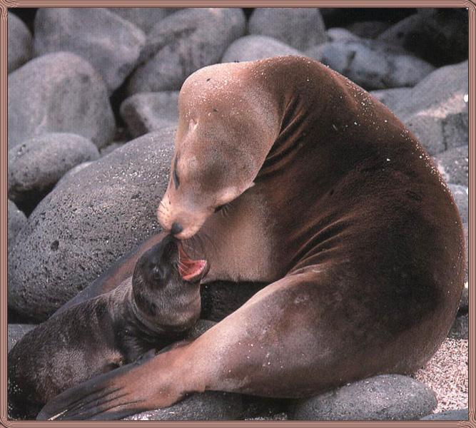 California Sea Lions 02-Mom-Nursing-Baby.jpg
