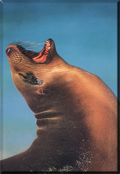 Sea Lion 01-Howling-Closeup.jpg