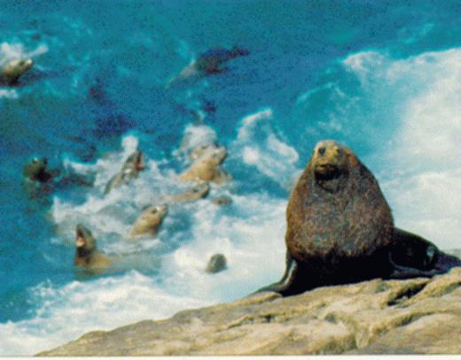 Steller Sea Lions.jpg