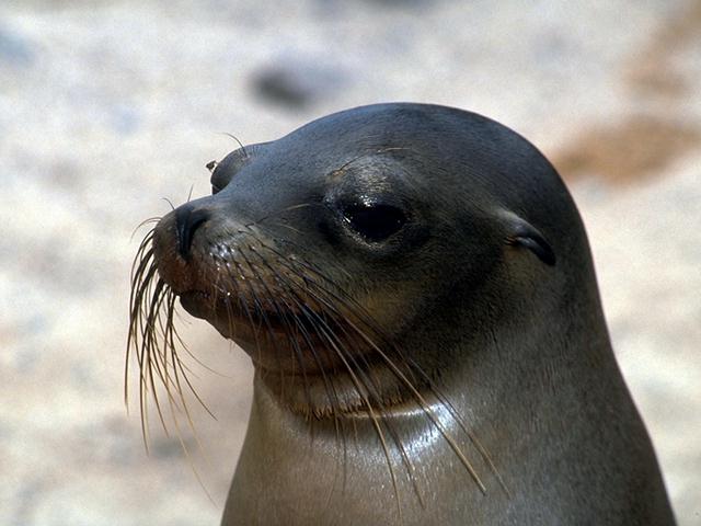 Sea Lion B03b0016-Face Closeup.jpg