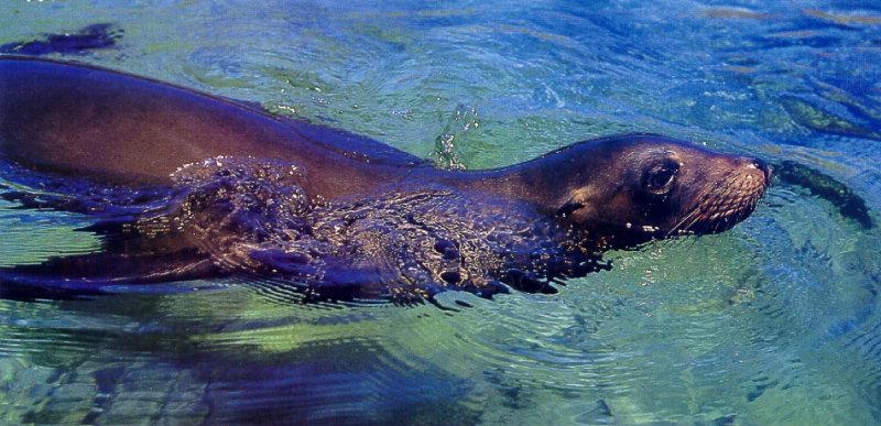 lj Galapagos Sea Lion.jpg