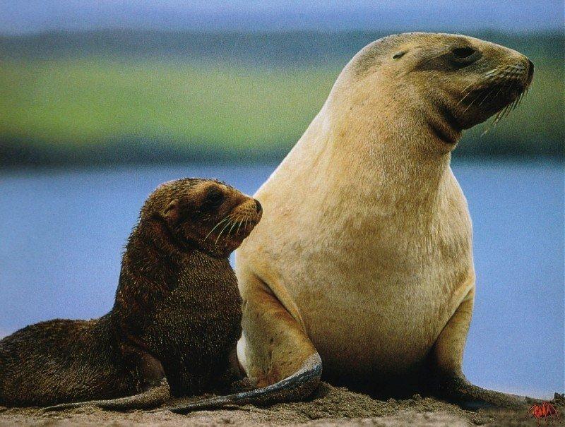 hooker\'s sea lion.jpg