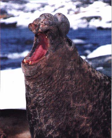 Elephant Seal Roars.jpg