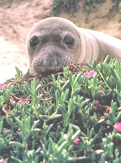 Pup elephant seal peering over an ice plant.jpg