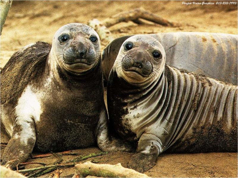 pv-wild-19-Seals Pair-On Sand Shore.jpg