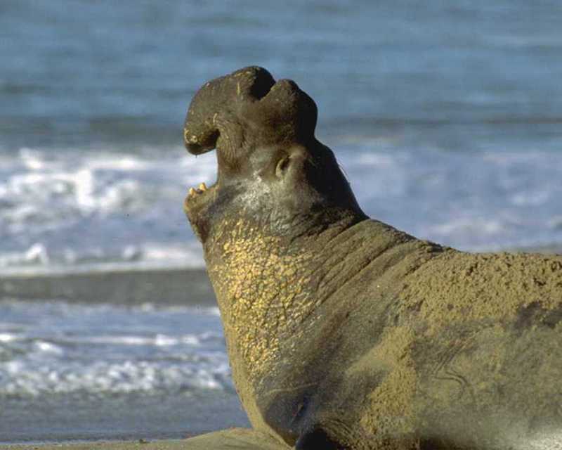 animal wild 099-Elephant Seal-Roars.jpg