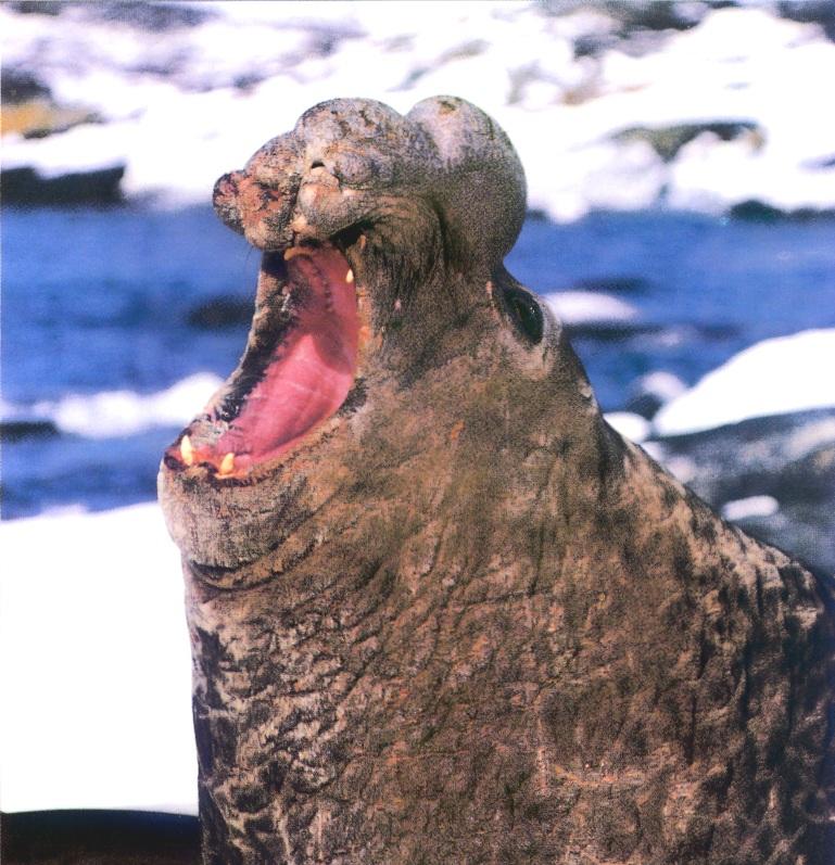 Elephant Seal.jpg