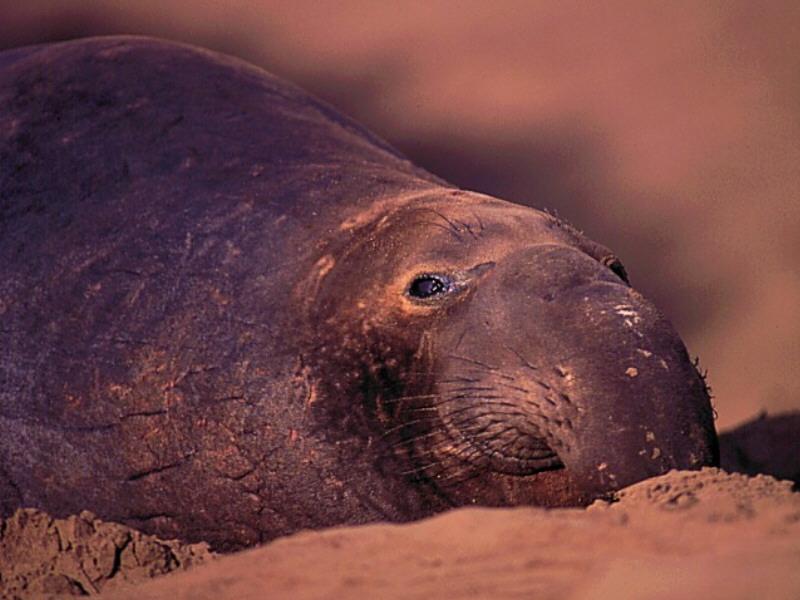 Elephant Seal rests.jpg