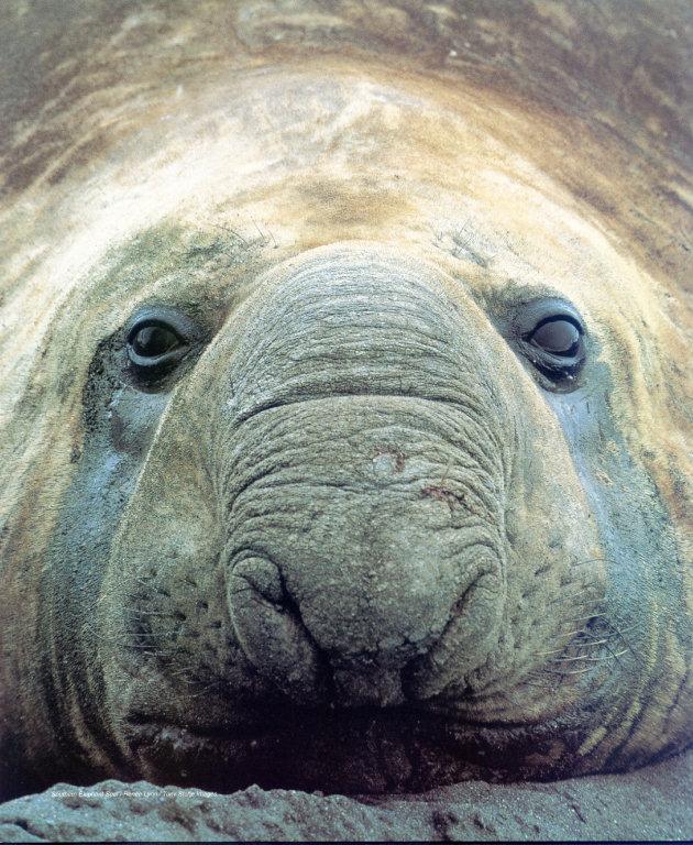 lj Antarctic Elephant Seal.jpg