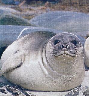 lj Elephant Seal-Falkland Islands.jpg