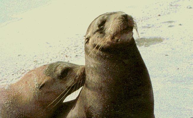 2 Fur Seals-anim036.jpg