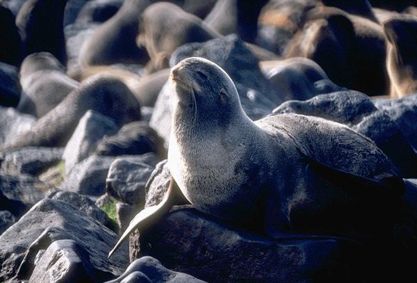15530067-Fur Seal.jpg