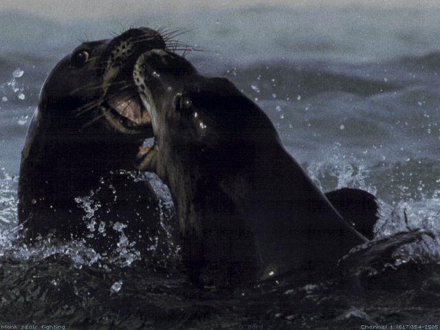 2 Fur Seals Competing-anim097.jpg