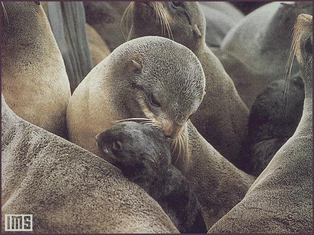 Crowd Fur Seals-anim037.jpg