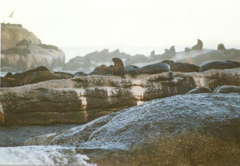 rob3-Fur Seals.jpg