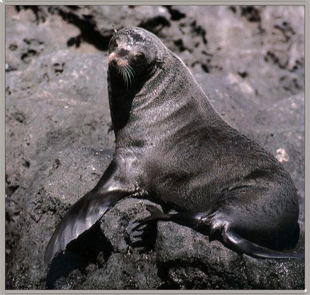 Guadalupe Fur Seal 01.jpg