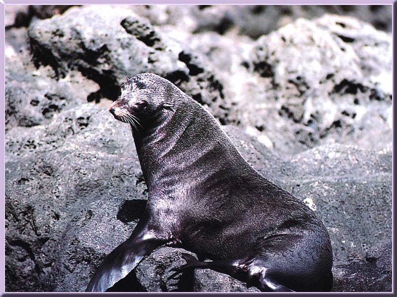 Guadalupe Fur Seal 02.jpg