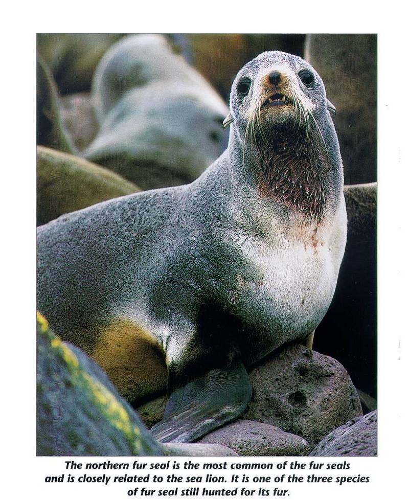 mammal08-Northern Fur Seal-on rock.jpg