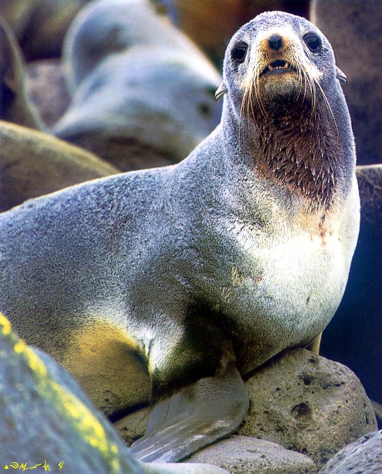 Northern Fur Seal-closeup on rock.jpg