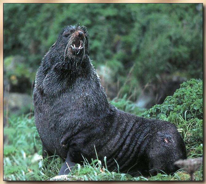 Northern Fur Seal 01-Roaring-On Grass.jpg