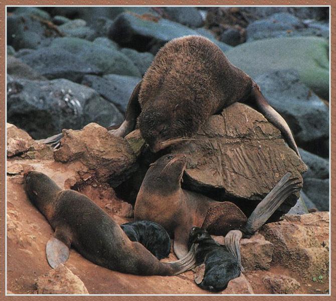 Northern Fur Seal 02-Family-On Rock.jpg