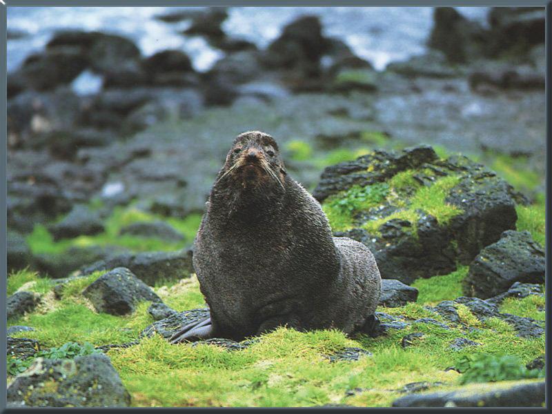 Northern Fur Seal 03.jpg