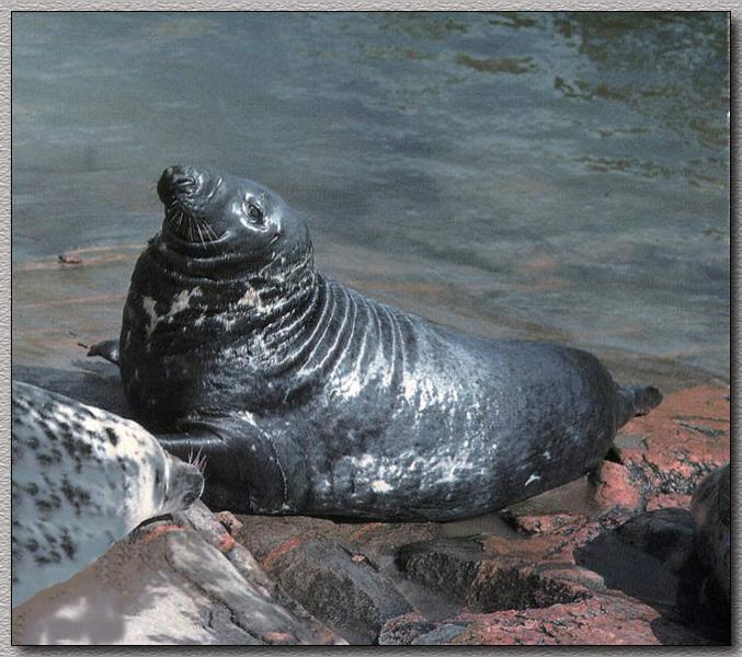 Gray Seal 01-On Sea Shore.jpg