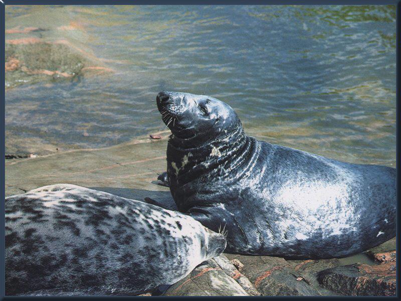 Gray Seal 02.jpg