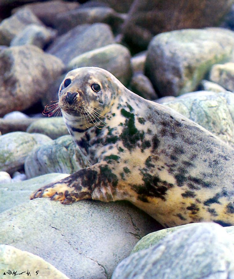 Grey Seal-Gray Seal-closeup on rock.jpg